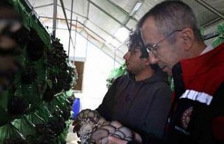 Bilecik’te yüzde 100 hibeli istiridye mantar üretimi...