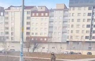 Bitlis’te ilçe merkezinde yaban domuzu paniği