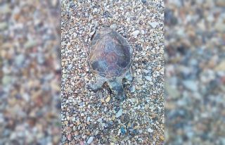 Bodrum’da yavru caretta caretta kıyıya vurdu