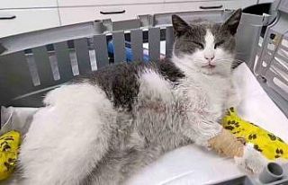 Bolu’da otomobilin çarptığı kedi, tedavi için...
