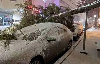 Bolu’da park halindeki araçların üzerine ağaç...