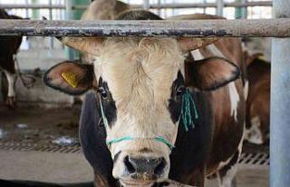 Bolu’da şap kısıtlamaları kaldırıldı