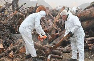 Budanan ağaç dalları ihtiyaç sahiplerini ısıtıyor