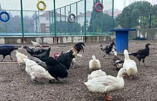 Buldan Gençlik Merkezinde mini hayvanat bahçesi...