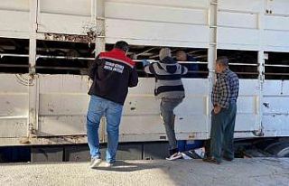 Burdur’da şap karantinasındaki küpesiz hayvan...