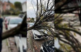 Bursa’da devrilen ağaç korku dolu anlar yaşattı