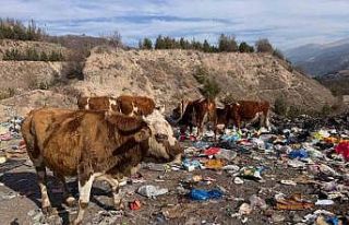 Büyükbaş hayvanlar çöplükte besleniyor