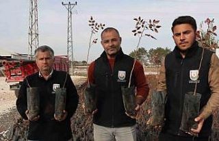 Büyükşehir’den çiftçilere 35 bin fıstık fidanı...