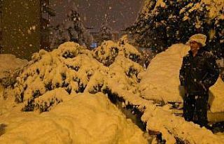 Çam ağacı park halindeki iki aracın üzerine devrildi