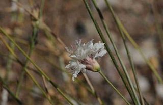 "Çameli pelemiri" bitki literatürüne...