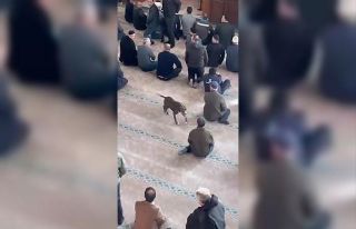 Camiye giren pitbull tedirginliğe neden oldu