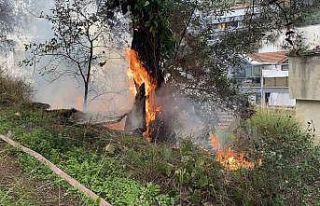 Çamlık alanda çıkan yangın büyümeden söndürüldü