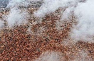 Çankırı’da sis ve kızıla bürünen ormanların...