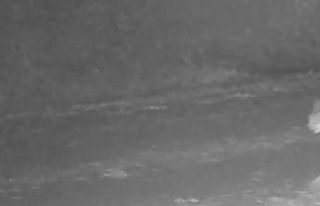 Çankırı’da vaşak görüntülendi