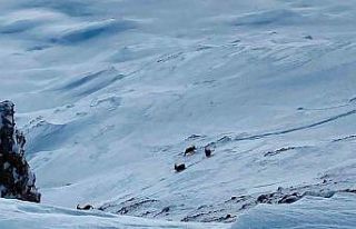 Çatak’ta dağ keçileri görüntülendi