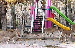 Çocuklar okula gidince, çocuk parkı yaban keçilerine...