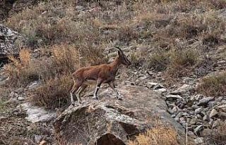 Dağ keçileri karayolu kenarına indi, görenler...