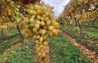 Dalında üzümler 5 aydır tazeliğini koruyor