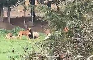 Derince’de başıboş köpek tepkisi: "30’a...