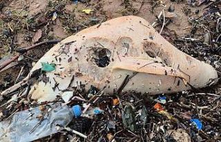 Dev dalgalar, ölü yunus balığının kalıntılarını...