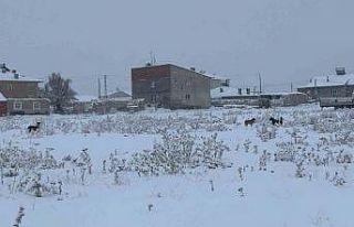 Diyadin’de başıboş köpekler tedirgin ediyor