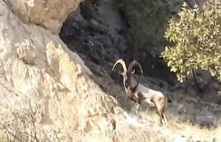 Diyarbakır’da koruma altındaki dağ keçileri...