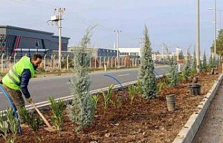 Diyarbakır’ın 14 kilometrelik girişi ağaçlandırılıyor