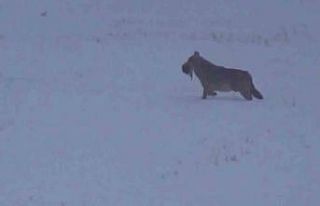 Doğa gezisinde kurtla karşılaştı, "Kurdu...