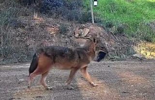Doğanın sert yüzü: Çakal ağzında domuz bacağıyla...