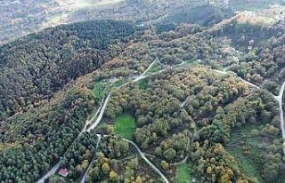 Düzce ormanlarında "renk cümbüşü"...