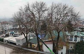 Düzce’de ağaçlara kış bakımı