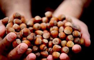 Düzce’de fındık ihracı geçen yılın gerisinde...