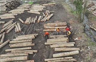 Düzce’den 22 bin 310,95 ton orman ürünü ihraç...