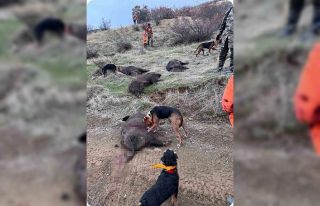 Elazığ’da avcılar sürü halinde domuz avladı