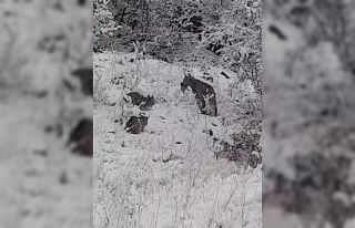 Elazığ’da vaşak ailesi görüntülendi
