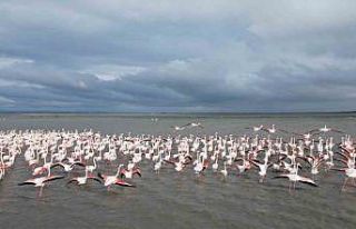 Enez Gala Gölü flamingolara ev sahipliği yapıyor