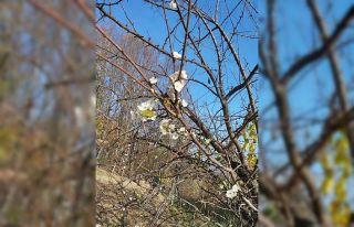 Erik ağacı Aralık ayında çiçek açtı