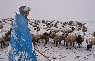 Erzincan yaylalarından köylere uzanan zorlu kış...