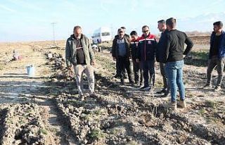 Erzincan’da 111 bin tuz çalısı toprakla buluşturuldu