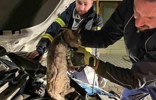 Erzincan’da aracın motor bölmesine sıkışan...