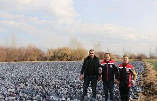 Erzincan’da kış ortasında sebze hasadı