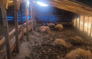 Erzincan’da kurtlar ahıra girdi: 10 koyun telef...