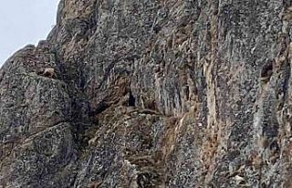 Erzincan’da mahsur kalan keçiler için JAK ve AFAD...