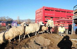 Erzincan’da soğuk hava nedeniyle sürüler yayladan...