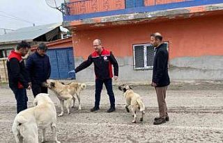 Erzincan’da sokak köpeklerine kuduz aşısı