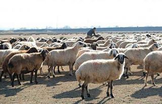 Erzincan’da sürüler merada