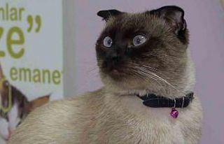 Evcil hayvan sahiplerine "mikroçip" uyarısı:...