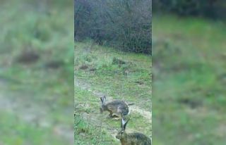 Fotokapanına takılan iki tavşan gülümsetti