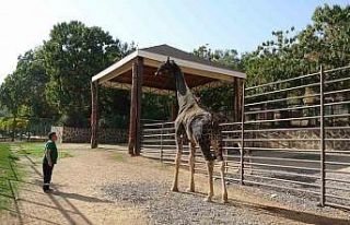 Gaziantep Doğal Yaşam Parkı’nın maskotu zürafa...