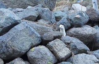 Gelincik rengiyle mevsime ayak uydurdu